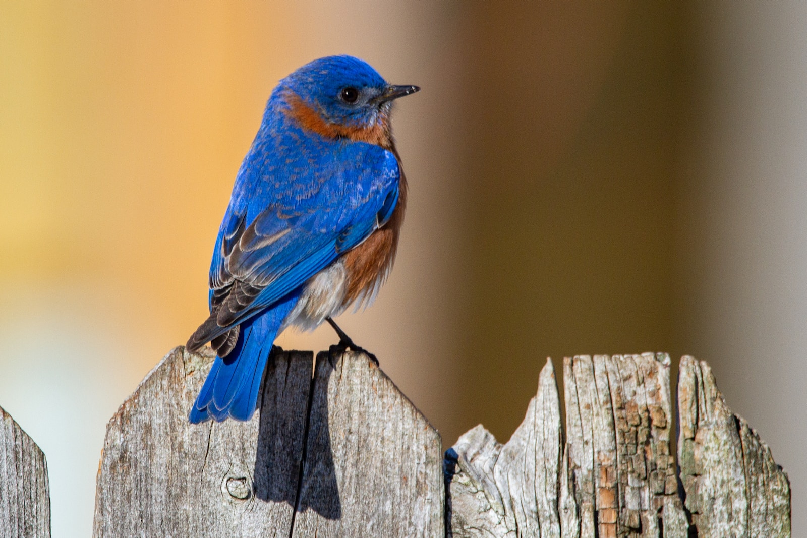 blue and brown bird on brown wooden fence
