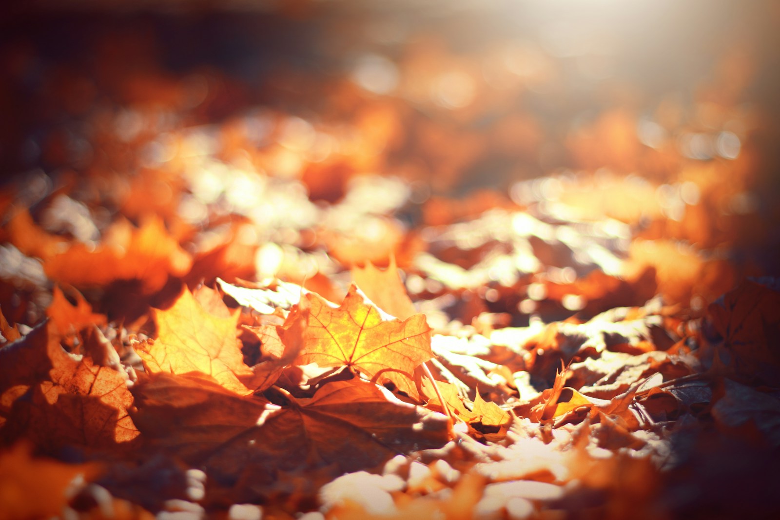 How To Compost Your Autumn Leaves