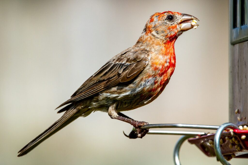 red finch
