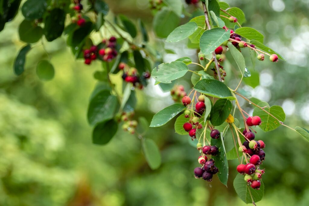 Elderberry (Sambucus nigra)