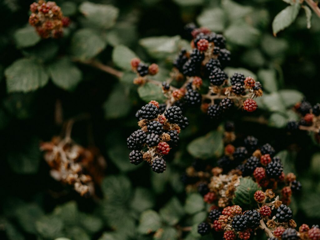 Blackberries (Rubus spp.)